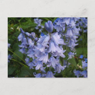 Bluebells Postkarte