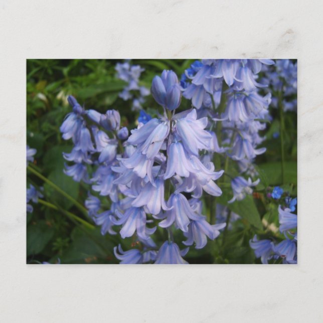 Bluebells Postkarte (Vorderseite)