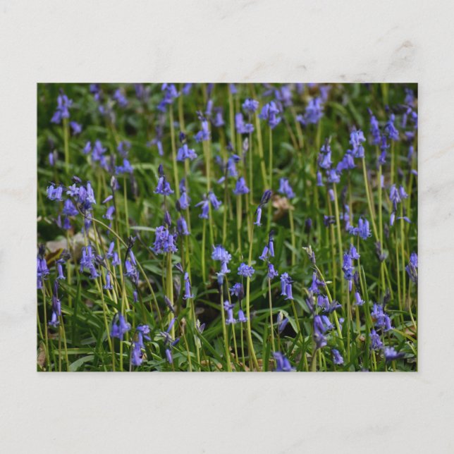 Bluebells Postkarte (Vorderseite)