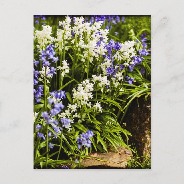 Bluebells Postkarte (Vorderseite)