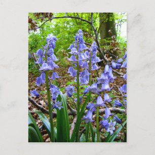 BLUEBELLS ~ Postkarte