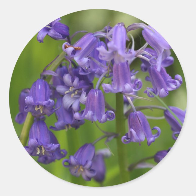 Bluebells Runder Aufkleber (Vorderseite)