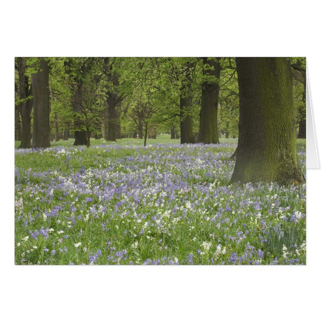 Bluebells und Eichen im Frühling, Little Hagley (Vorderseite (Horizontal))