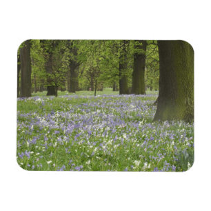 Bluebells und Eichen im Frühling, Little Hagley Magnet