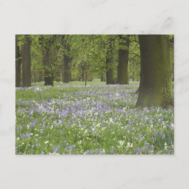 Bluebells und Eichen im Frühling, Little Hagley Postkarte (Vorderseite)
