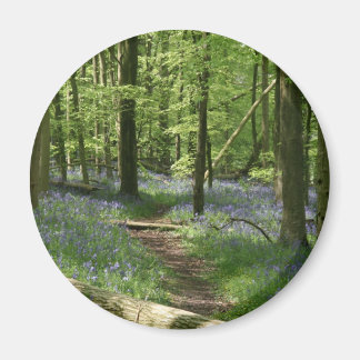 Bluebellwald Magnet