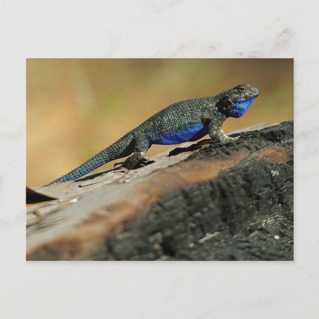 BlueBelly Lizard Postkarte (Vorderseite)