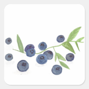 Blueberries Fruchtküche Aquarellbeeren schick Quadratischer Aufkleber