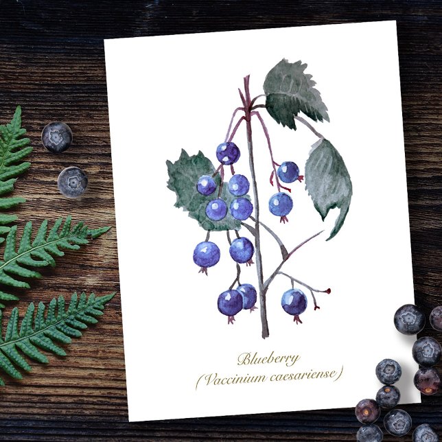 Blueberries - Handgezeichnete Wasserfarben Postkarte (Von Creator hochgeladen)