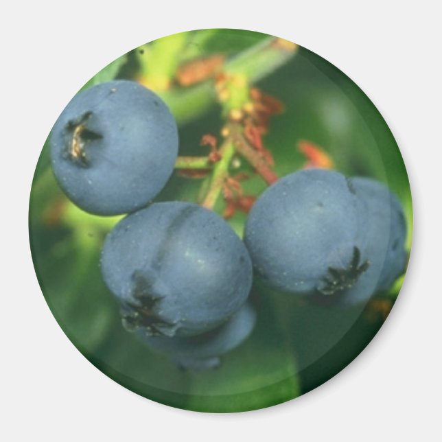 BLUEBERRIES MAGNET (Vorne)