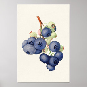 Blueberries (Vaccinium Corymbosum) Fruchtmalerei Poster