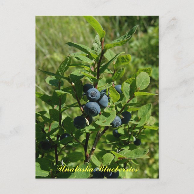 Blueberry Bush, Insel Unalaska Postkarte (Vorderseite)