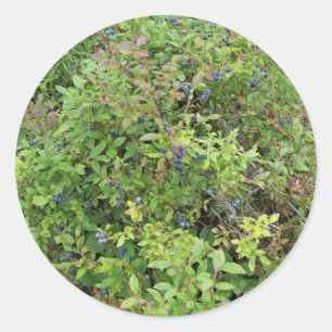 Blueberry Bush Runder Aufkleber