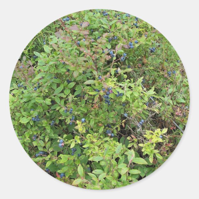 Blueberry Bush Runder Aufkleber (Vorderseite)
