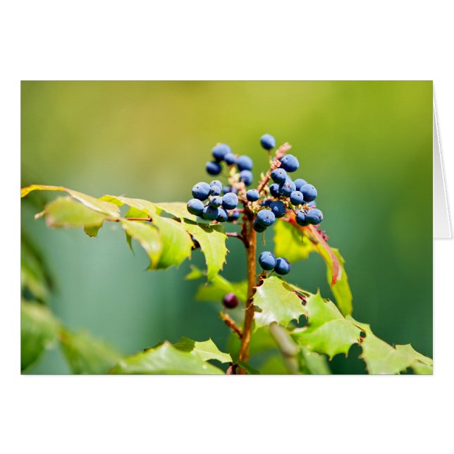 Blueberry II (Vorderseite (Horizontal))