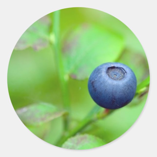 Blueberry Runder Aufkleber (Vorderseite)
