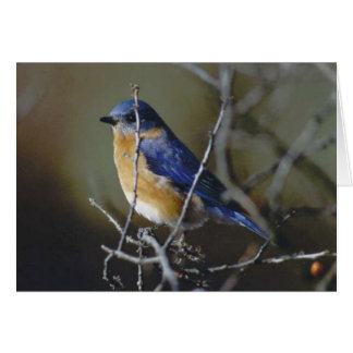 Bluebird