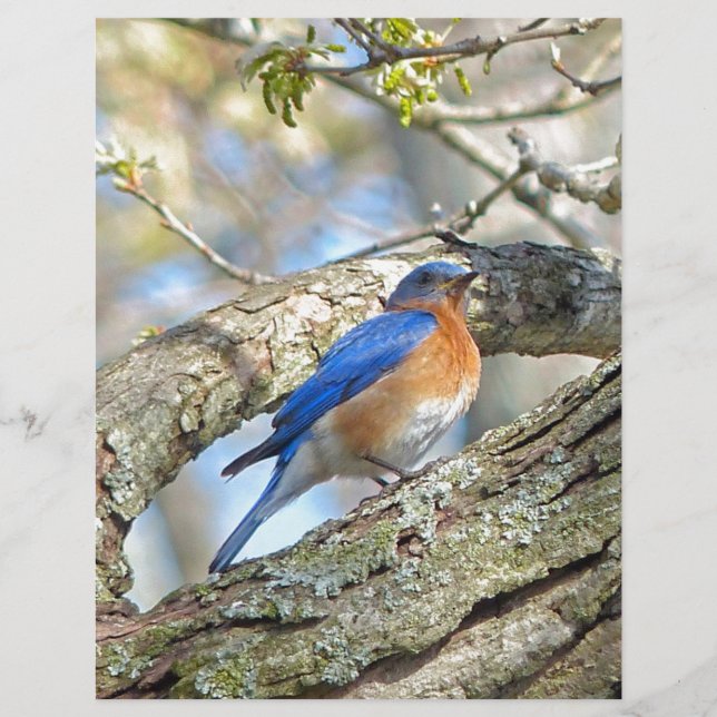 Bluebird (Vorderseite)
