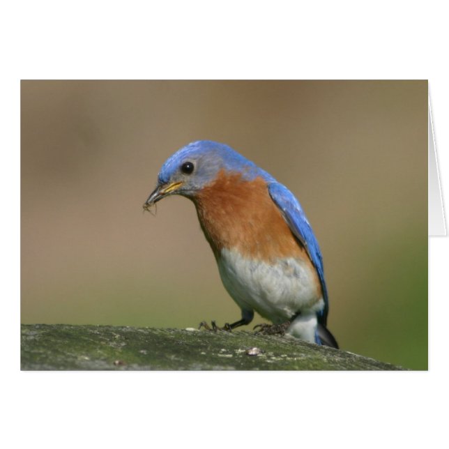 Bluebird (Vorderseite (Horizontal))