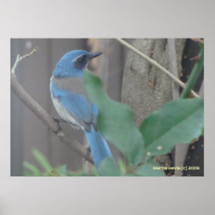 Bluebird an einer Zweigstelle Poster