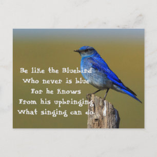Bluebird-Angebot Postkarte