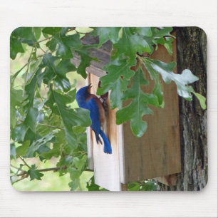 Bluebird at Home Mousepad