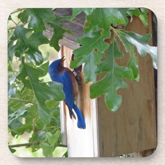 Bluebird at Home Untersetzer (Vorderseite)