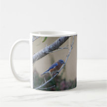 Bluebird auf Branch Eastern Bluebird Liebhaber