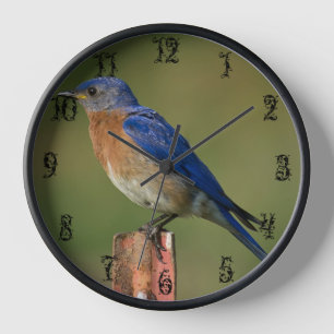 BLUEBIRD AUF EINER SEITE C UHR