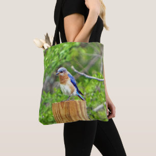 Bluebird auf Zaun