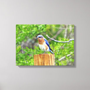 Bluebird auf Zaun Leinwanddruck