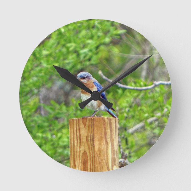 Bluebird auf Zaun Runde Wanduhr (Vorderseite)