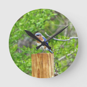 Bluebird auf Zaun Runde Wanduhr