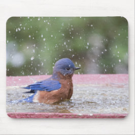 Bluebird bei Birdbath Mousepad