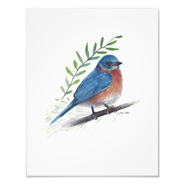 Bluebird Bird Art Foto Print (Vorne)