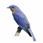 Bluebird Fotoskulptur Ornament<br><div class="desc">Ein hübscher, orientalischer Bluebird-Ornament</div>