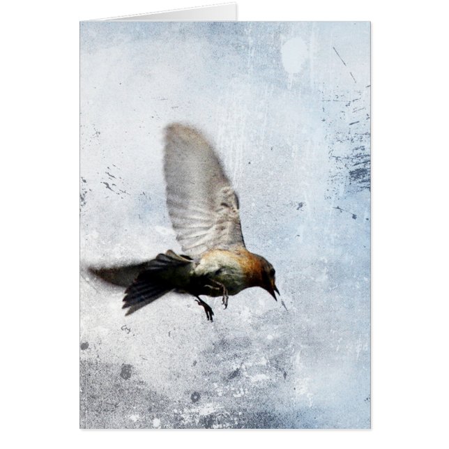 Bluebird Grunge (Vorne)