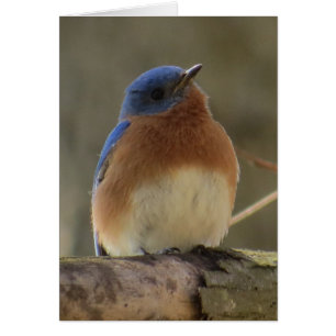 Bluebird Grußkarte