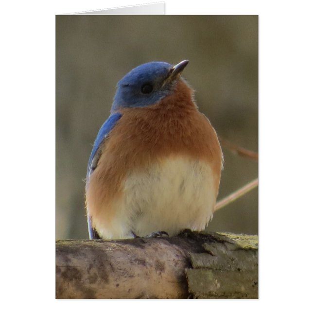 Bluebird Grußkarte (Vorne)