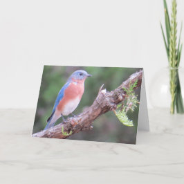Bluebird Grußkarte Feiertagskarte