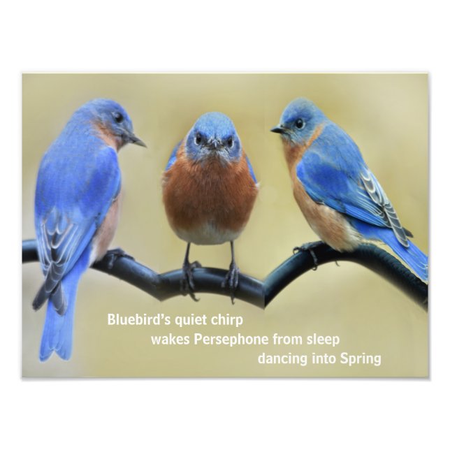 Bluebird Haiku Poster (Vorne)