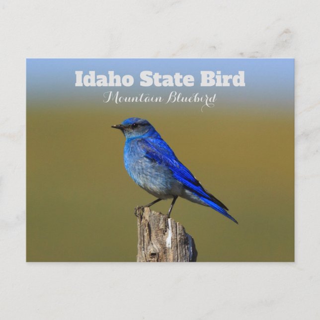 Bluebird Idaho Staat Bird Postkarte (Vorderseite)