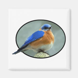 Bluebird in Oval Frame Magnet