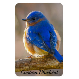 Bluebird Kühlschrank Magnet Foto Vorlage