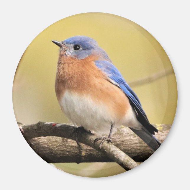 Bluebird Magnet (Vorne)