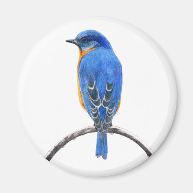Bluebird Magnet (Vorne)