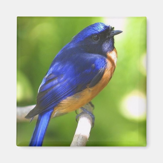 Bluebird Magnet (Vorne)