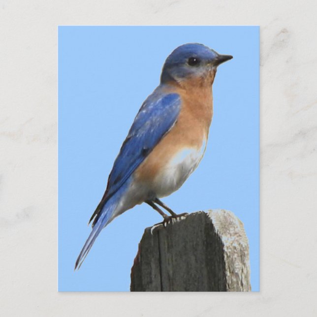 Bluebird Male Postcard Postkarte (Vorderseite)