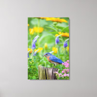 Bluebird-Männchen auf Zaunpfosten im Blumengarten