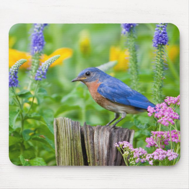Bluebird-Männchen auf Zaunpfosten im Blumengarten Mousepad (Vorne)